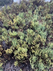 Arthroceras subterminale