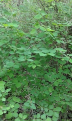 Lonicera