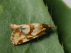 Aethes hartmanniana