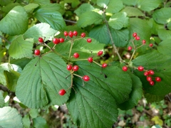 Viburnum dilatatum