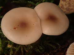 Clitocybe metachroa