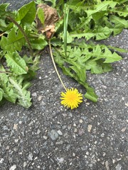 Taraxacum