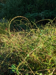 Agrimonia parviflora