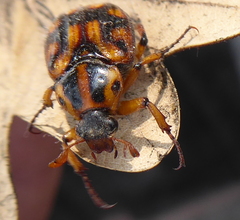 Stripsipher orientalis