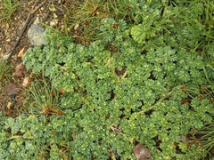 Coldenia procumbens