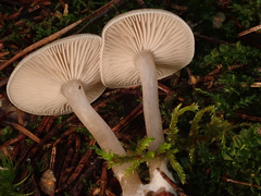 Clitocybe metachroa