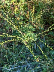 Agrimonia parviflora