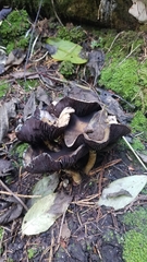 Leratiomyces percevalii