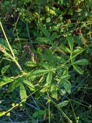 Agrimonia parviflora
