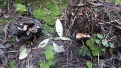 Leratiomyces percevalii