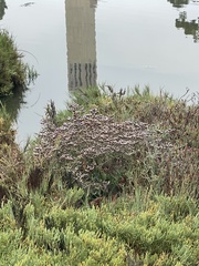 Tournefortia gnaphalodes