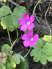 Oxalis arenaria