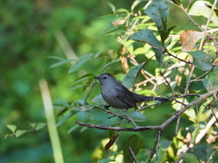 Dumetella carolinensis