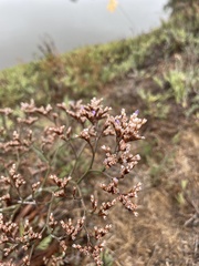Tournefortia gnaphalodes