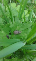 Liophloeus tessulatus