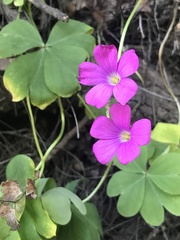 Oxalis arenaria