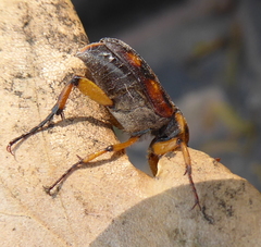 Stripsipher orientalis