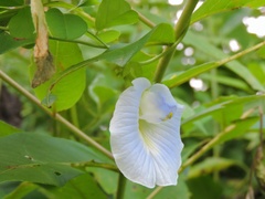 Clitoria ternatea