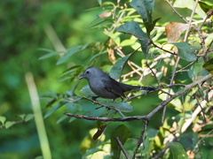 Dumetella carolinensis