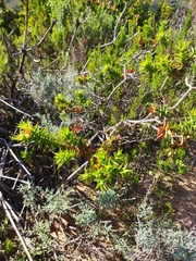 Aspalathus cordata