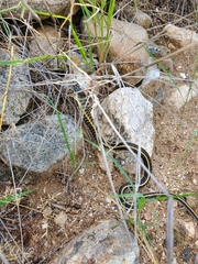 Thamnophis cyrtopsis