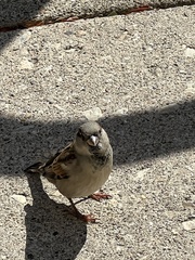 Passer domesticus