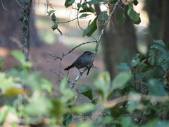 Dumetella carolinensis