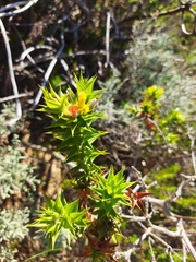 Aspalathus cordata