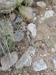 Thamnophis cyrtopsis