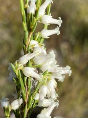Erica lutea