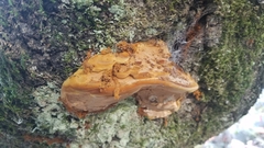 Fuscoporia gilva