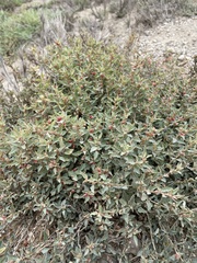 Atriplex semibaccata