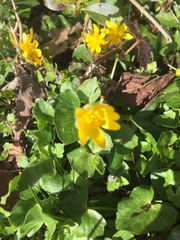 Ficaria verna