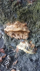 Fuscoporia gilva