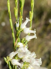 Erica lutea