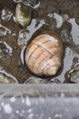 Helix pomatia