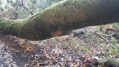 Fuscoporia gilva
