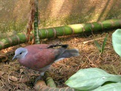 Streptopelia tranquebarica humilis