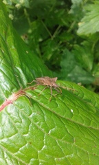 Coreus marginatus marginatus