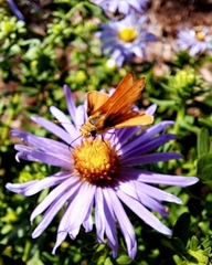 Copaeodes aurantiaca