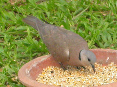 Streptopelia tranquebarica humilis
