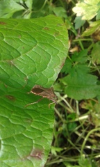 Coreus marginatus marginatus