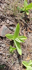Gentiana