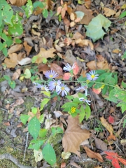 Symphyotrichum anomalum