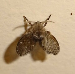 Psychodidae
