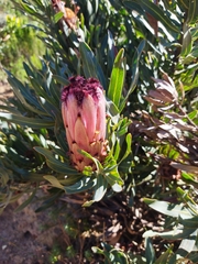 Protea neriifolia