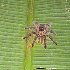 Avicularia juruensis