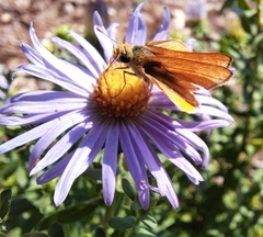 Copaeodes aurantiaca