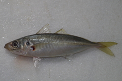 Decapterus maruadsi