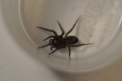 Amaurobius